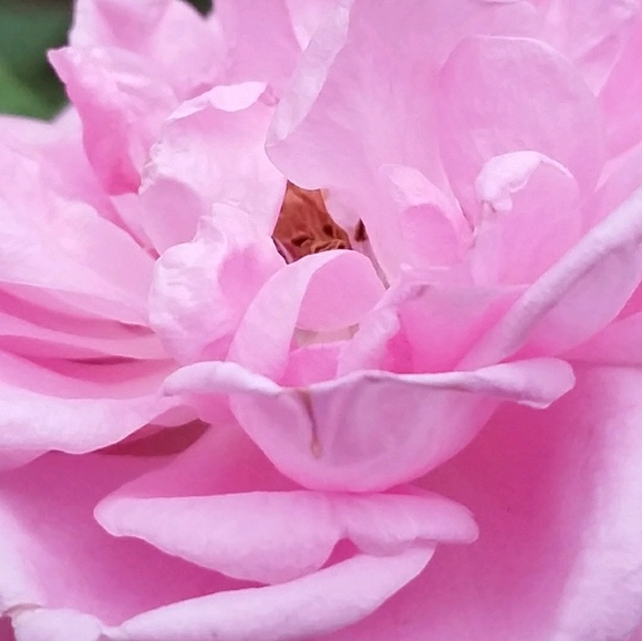 Meet your Posher, Laurie - Picture 1 of 1